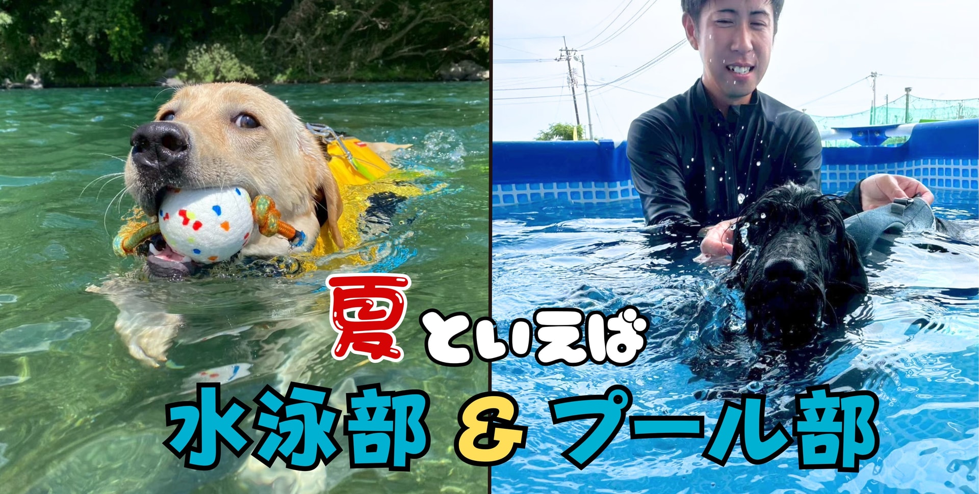 【予告】SEIWASOHドッグスクール水泳部・プール部今年もやりますΣ(･ω･ﾉ)ﾉ！