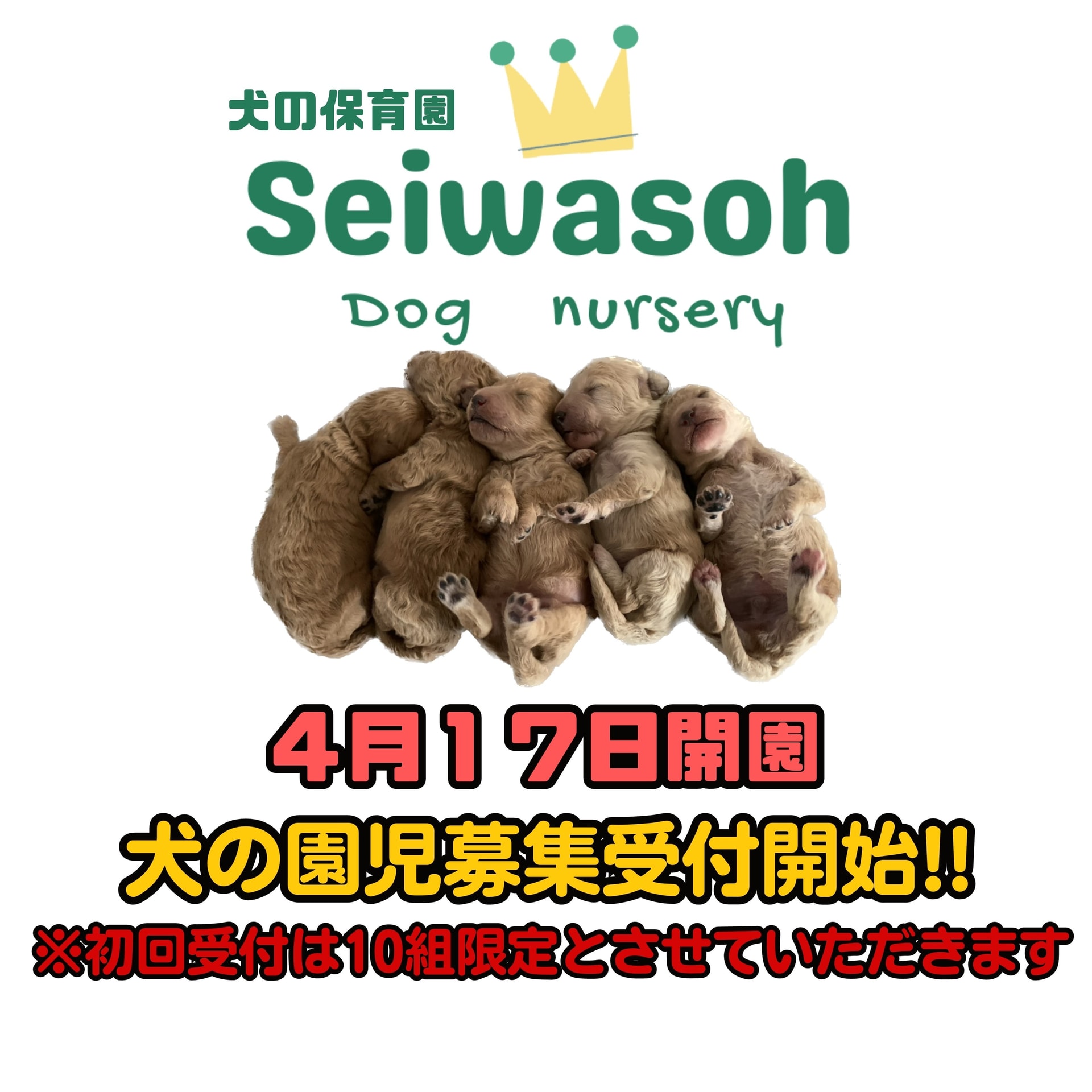『犬の保育園 Seiwasoh dog nursery』犬の園児募集開始のお知らせ 『犬の保育園 Seiwasoh dog nursery』犬の園児募集開始のお知らせ