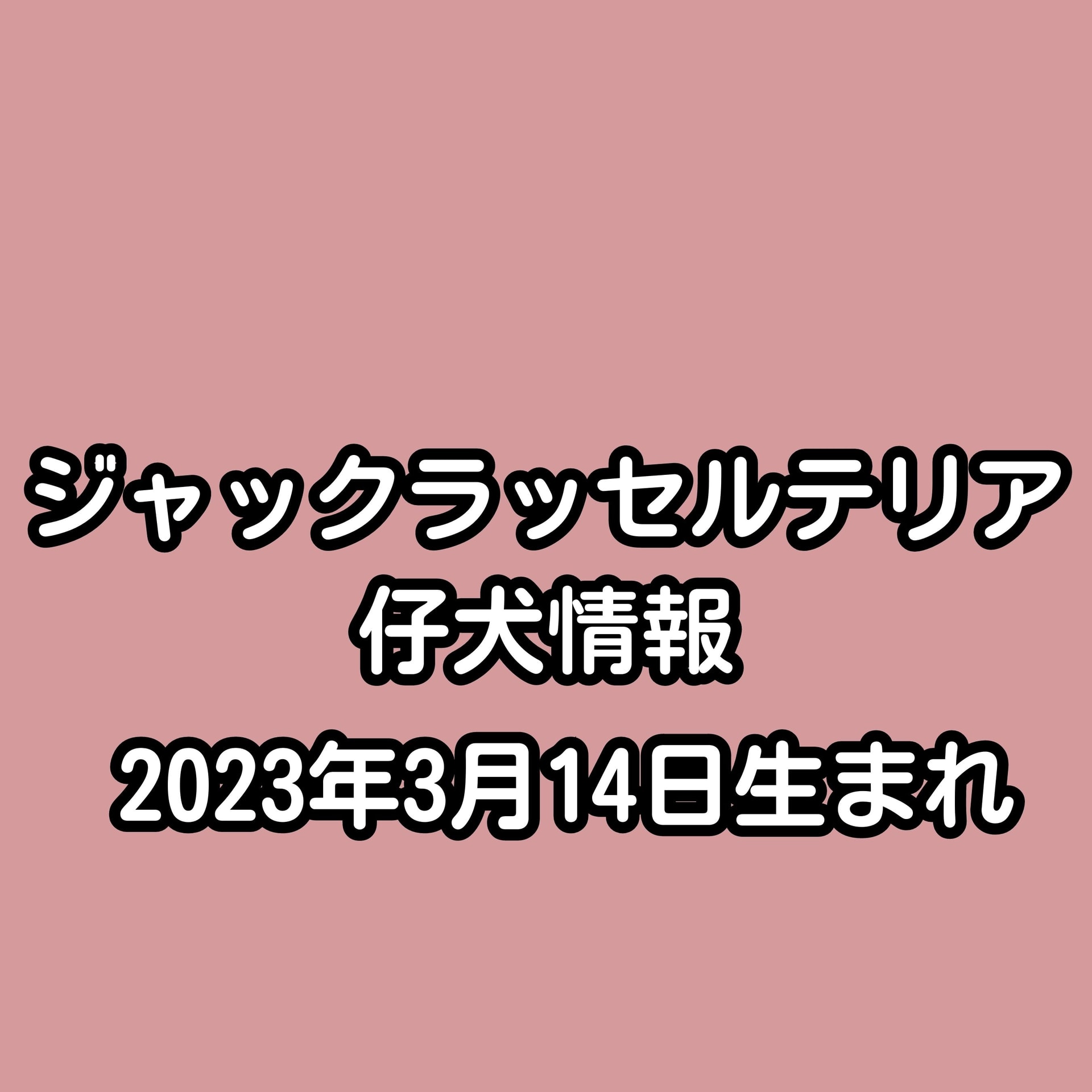 ジャックラッセルテリア仔犬産まれました♪(3/14生まれ)