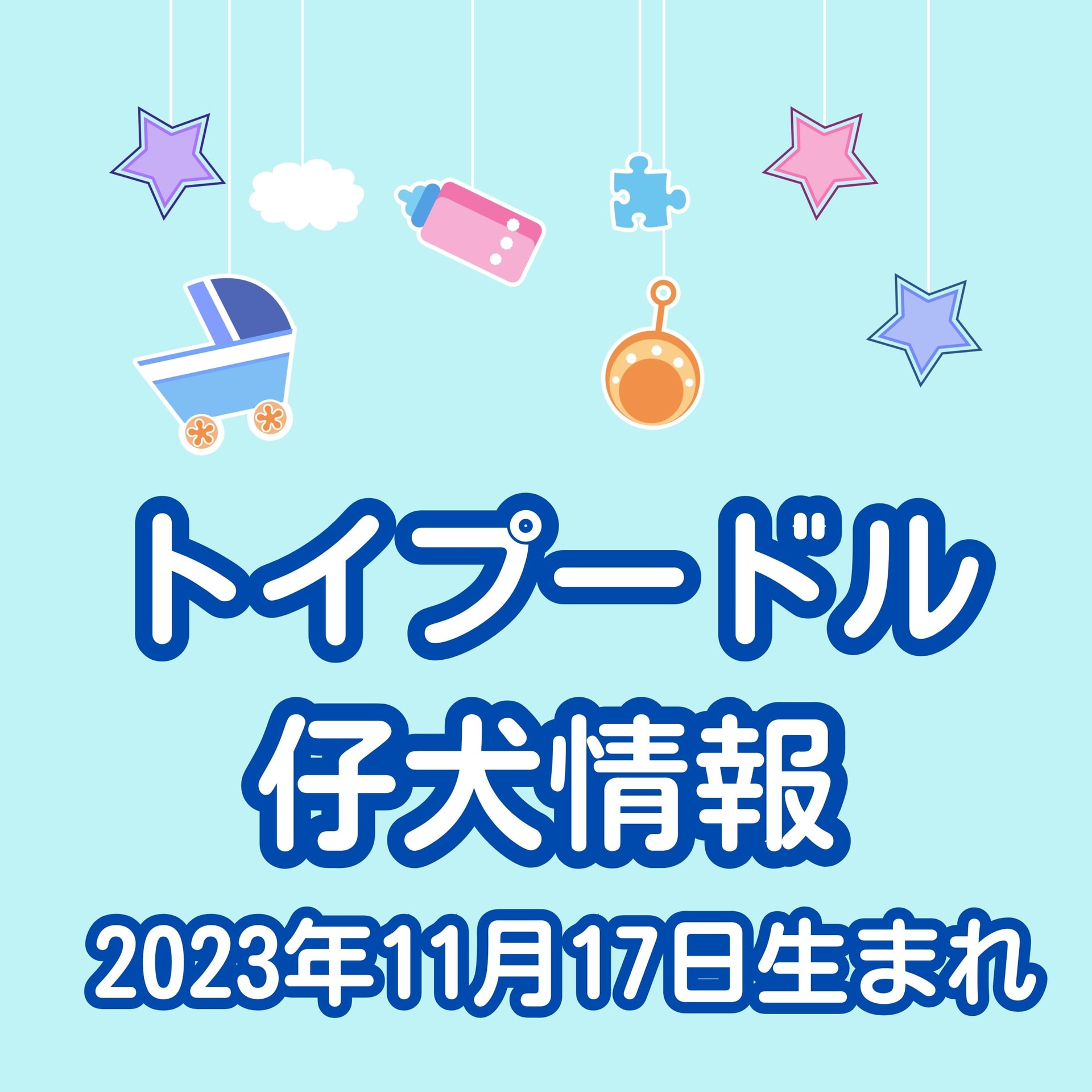 トイ・プードル仔犬産まれました♪(11/17生まれ)