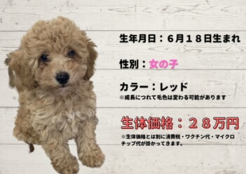 トイ・プードル仔犬販売情報(あと１頭です)♪(6/18生まれ)