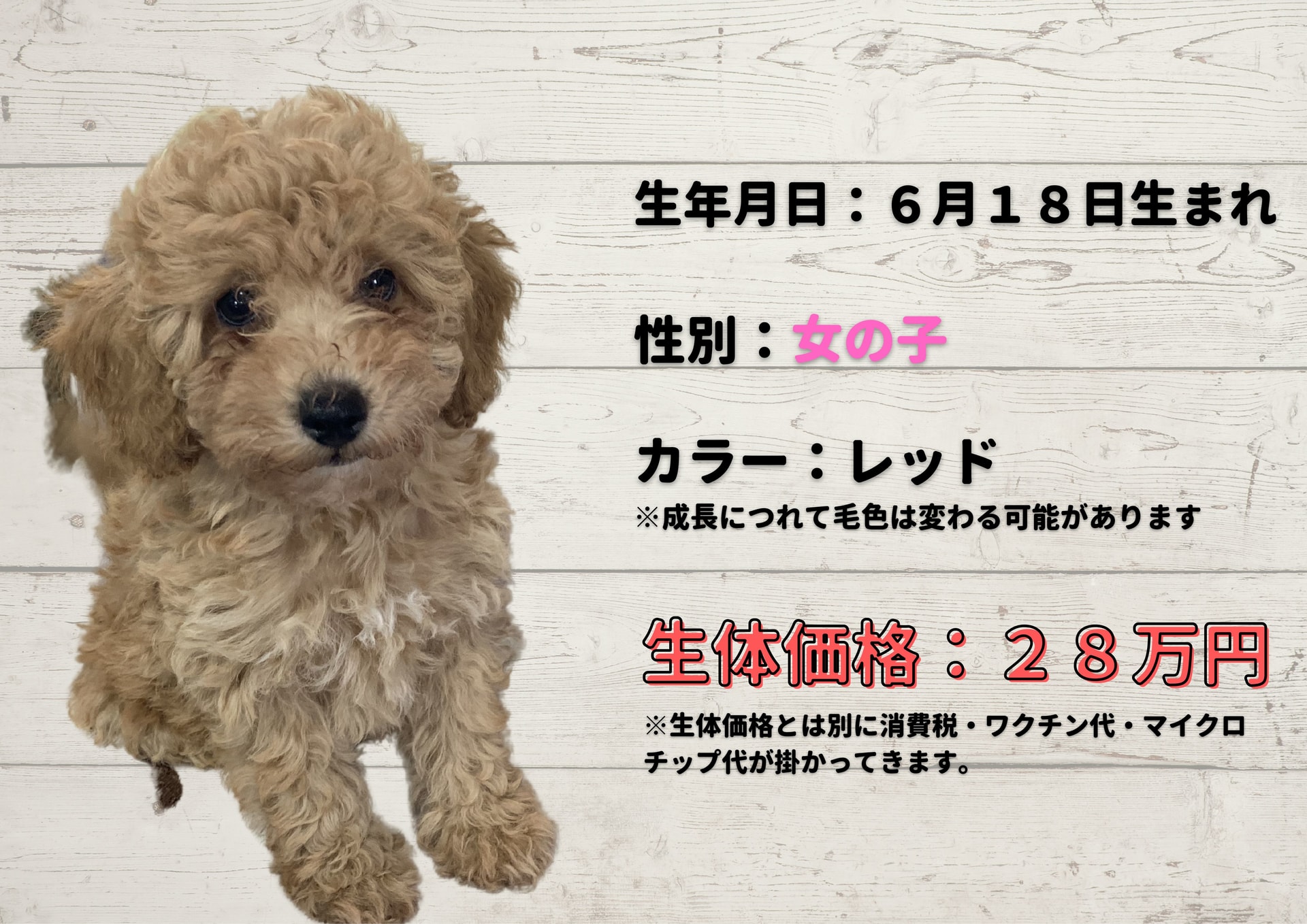 トイ・プードル仔犬販売情報(あと１頭です)♪(6/18生まれ)