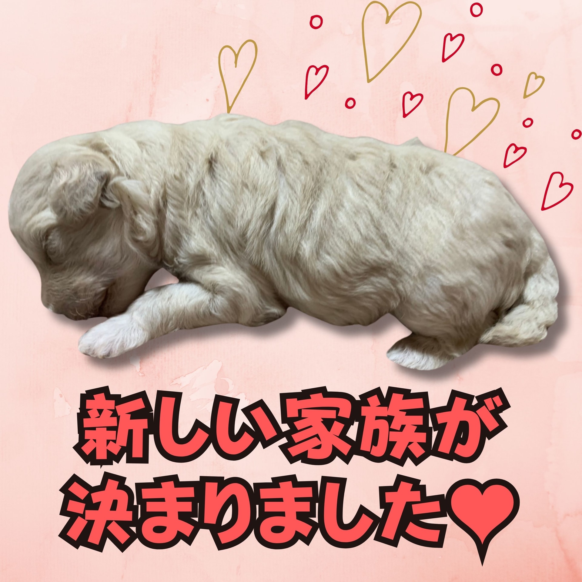 11月17日産まれトイプードル仔犬、新しい家族が決まりました♥