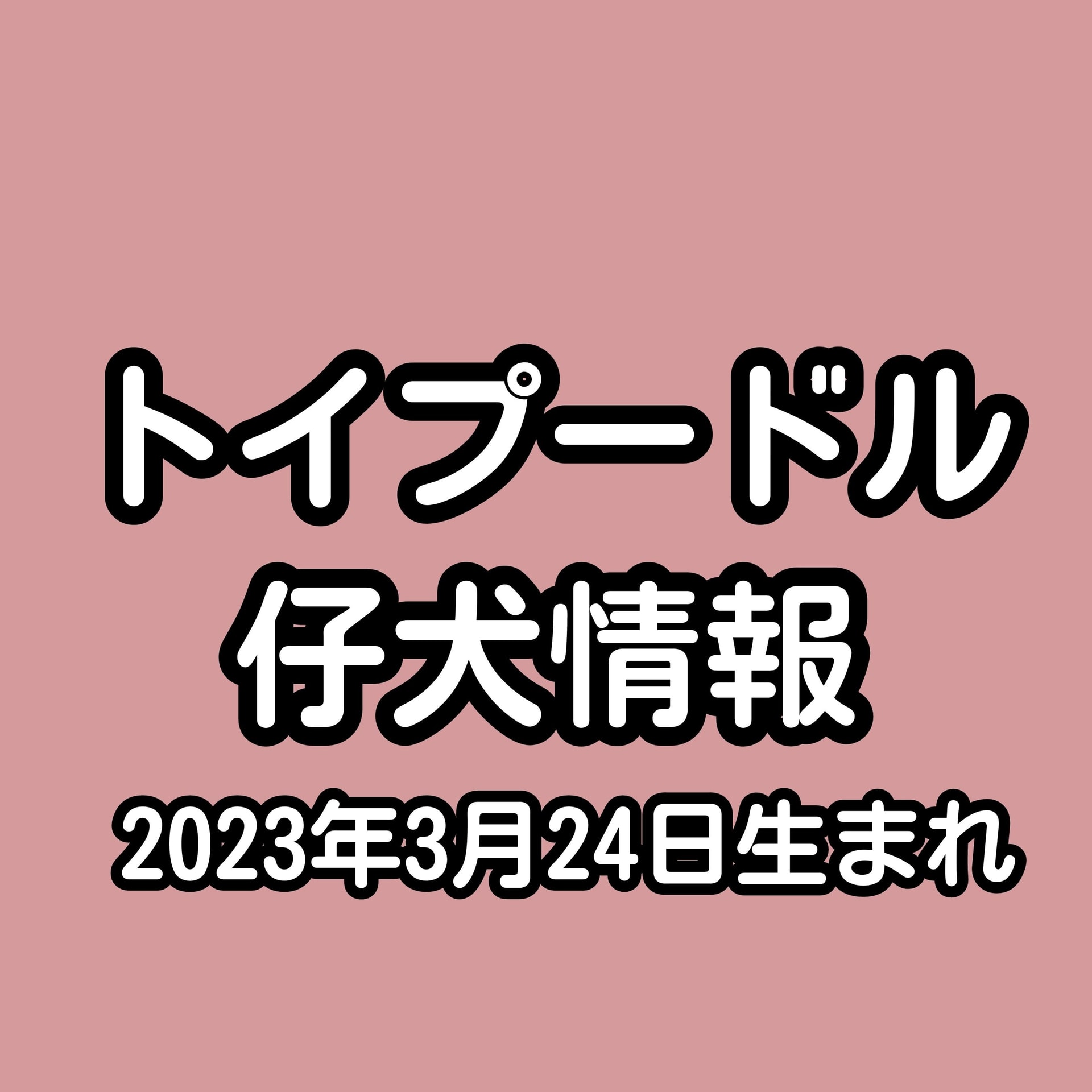 トイ・プードル仔犬産まれました♪(3/24生まれ)