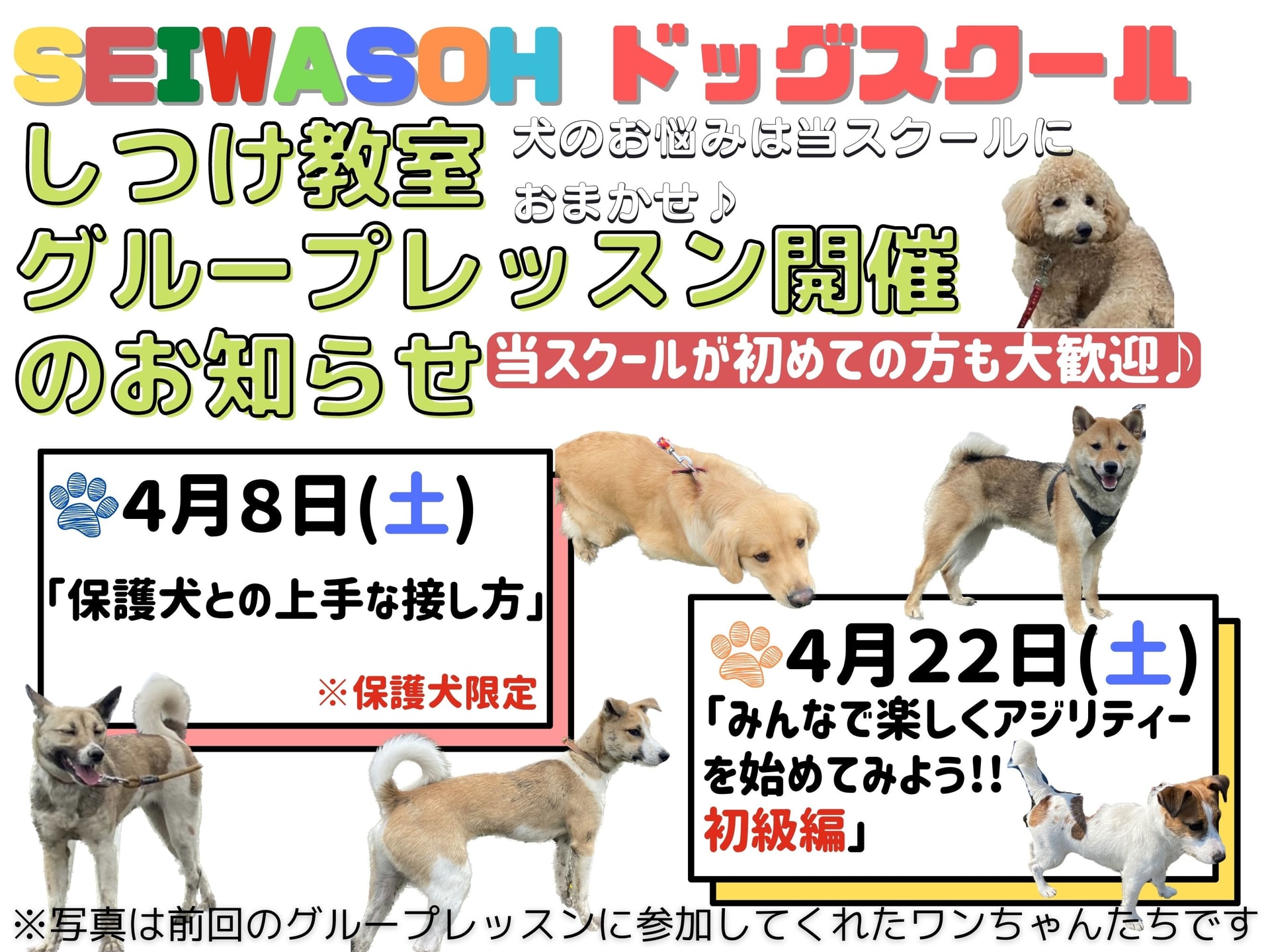 しつけ教室 4月グループレッスン開催のお知らせ♪ しつけ教室 4月グループレッスン開催のお知らせ♪