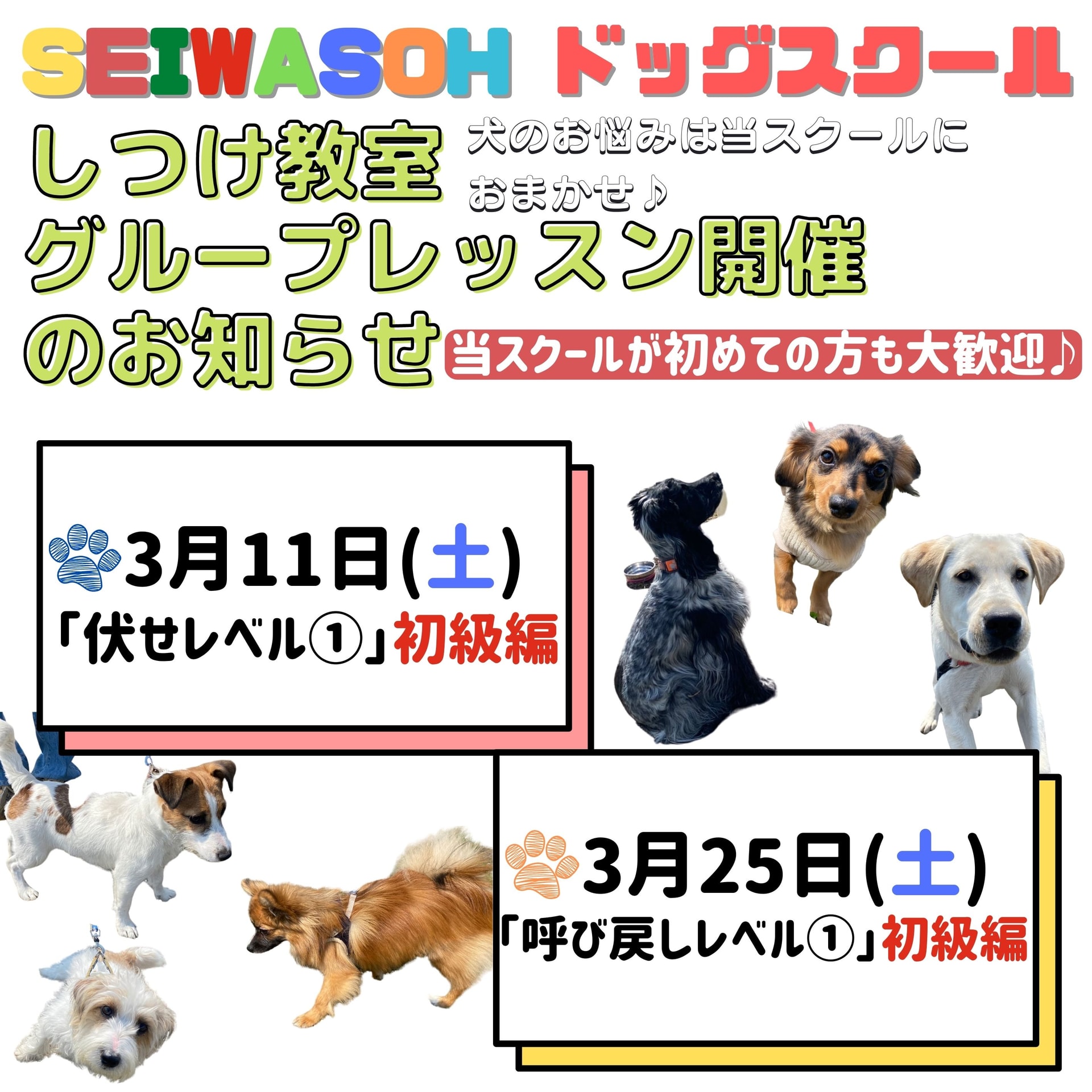 しつけ教室 3月グループレッスン開催のお知らせ♪ しつけ教室 3月グループレッスン開催のお知らせ♪