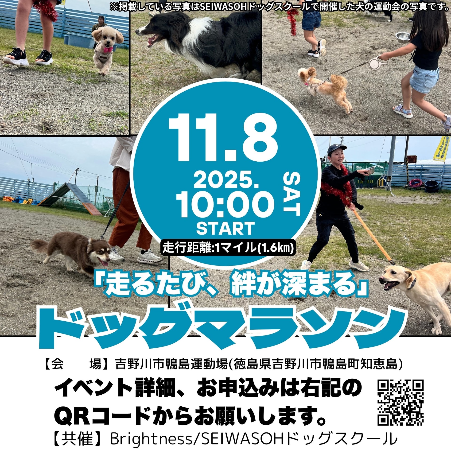 2025年11月8日(土)ドッグマラソン㏌徳島 2025年11月8日(土)ドッグマラソン㏌徳島