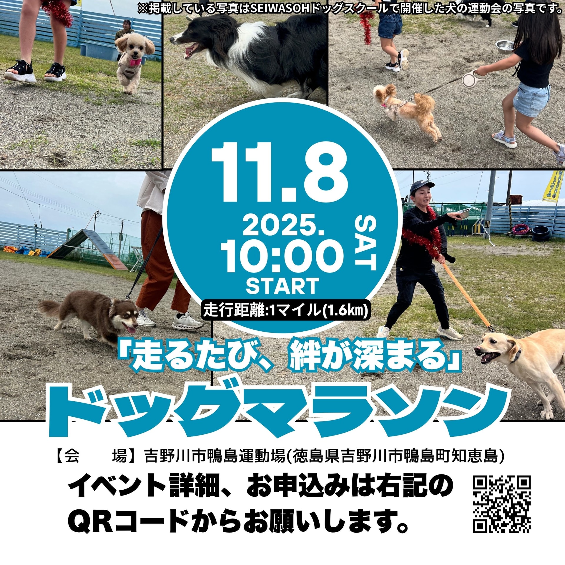 2025年11月8日(土)ドッグマラソン㏌徳島 2025年11月8日(土)ドッグマラソン㏌徳島
